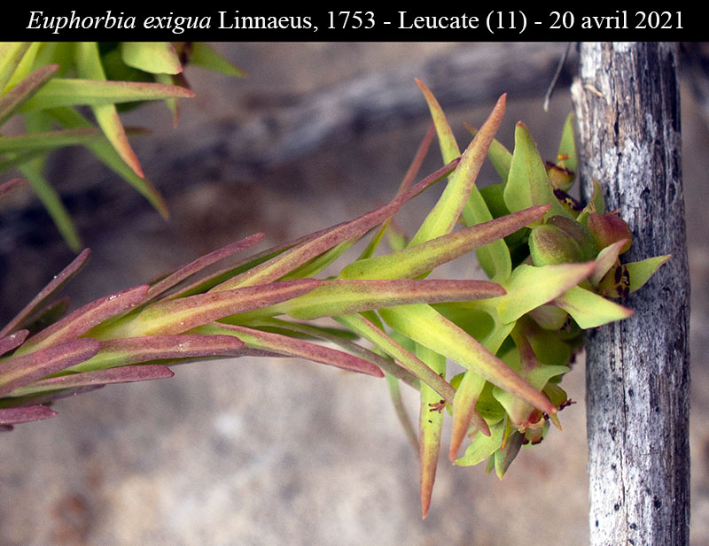 Euphorbia exigua #66425