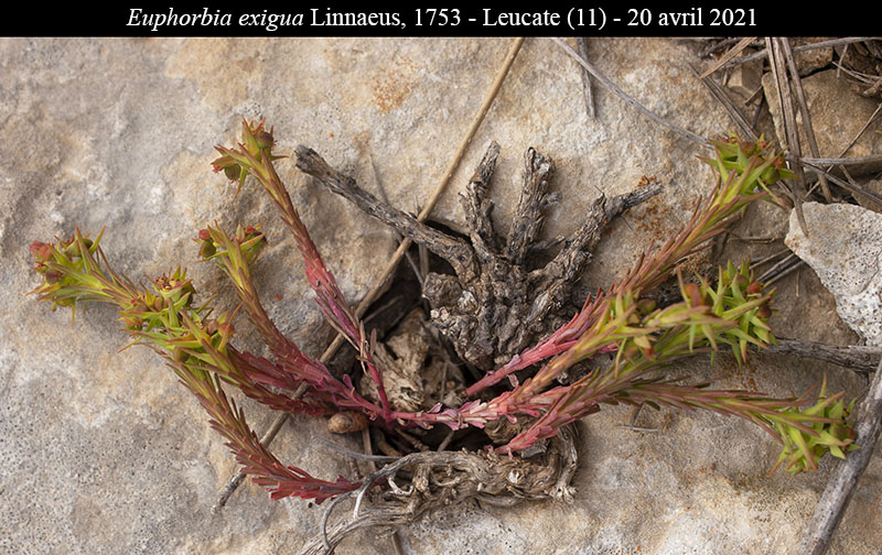 Euphorbia exigua #66423
