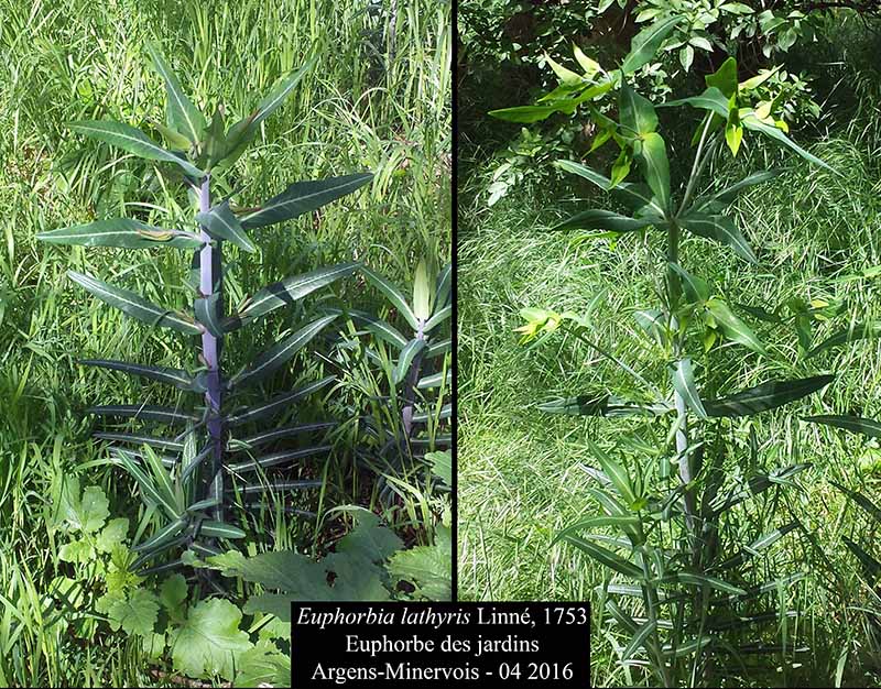 Euphorbia lathyris #44867