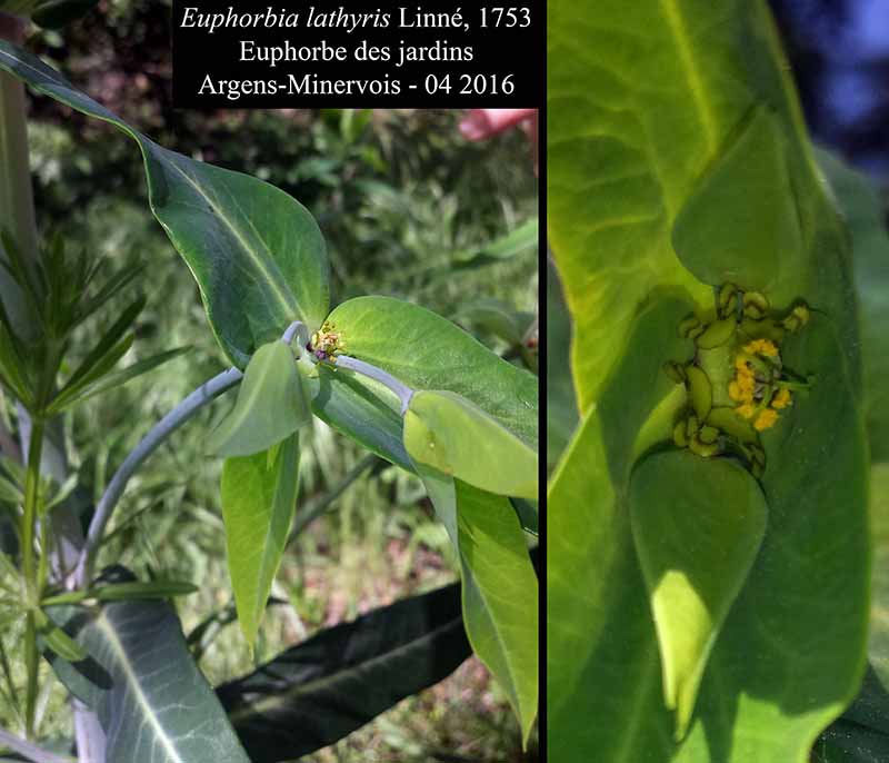 Euphorbia lathyris #44868