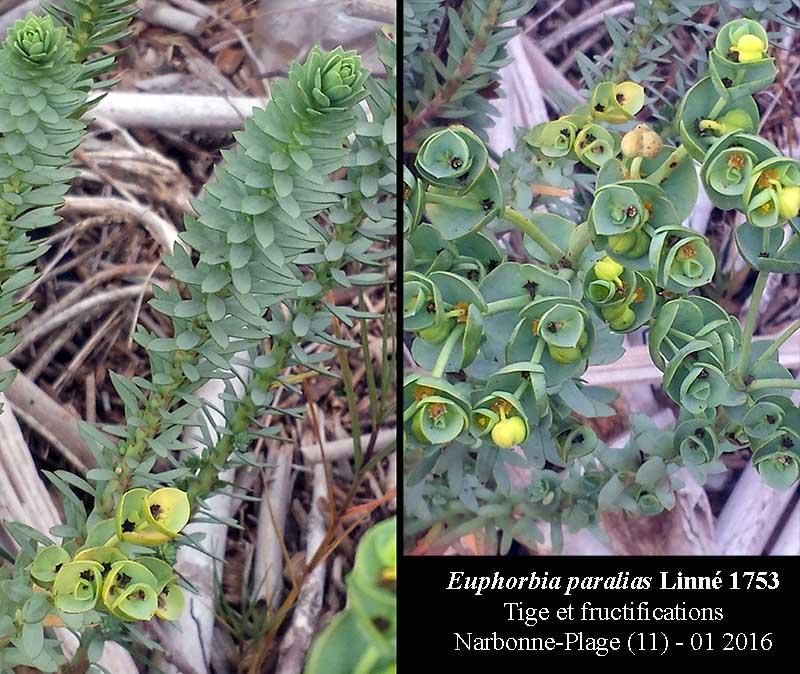 Euphorbia paralias #43219