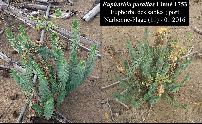 Euphorbia paralias #43218
