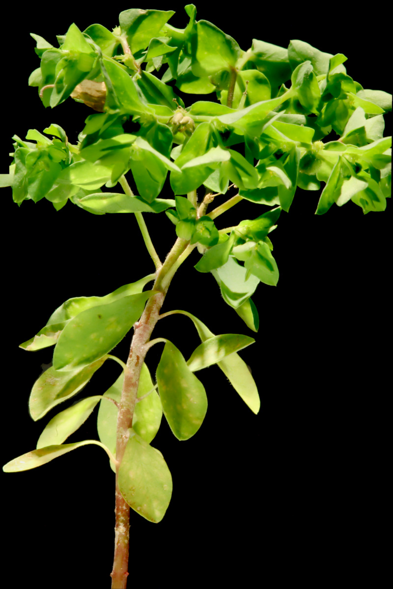 Euphorbia peplus L., 1753 #80218