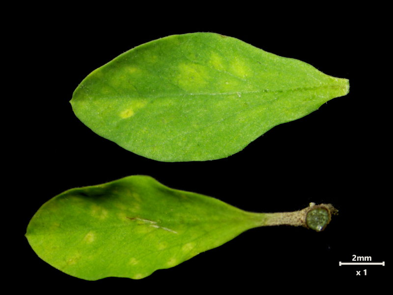 Euphorbia peplus L., 1753 #80212