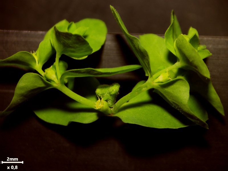 Euphorbia peplus L., 1753 #80211