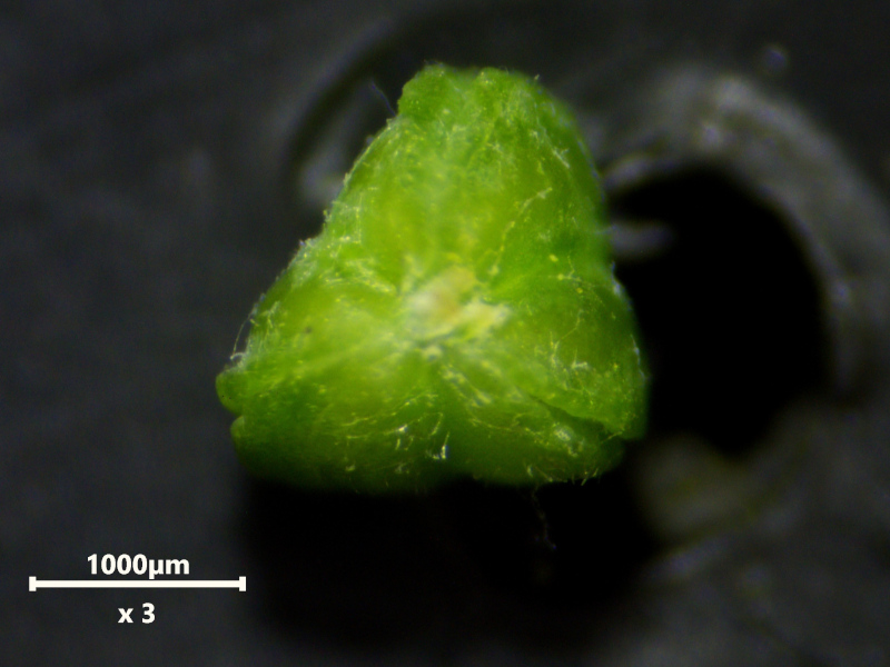 Euphorbia peplus L., 1753 #80217
