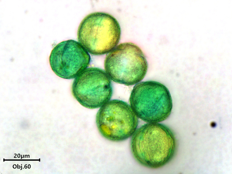 Euphorbia peplus L., 1753 #80221