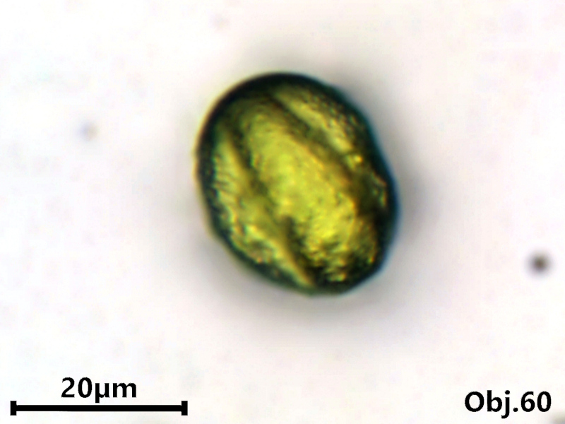 Euphorbia peplus L., 1753 #80220