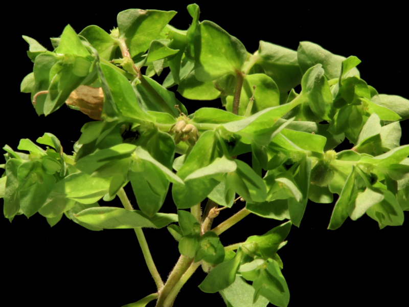 Euphorbia peplus L., 1753 #80210
