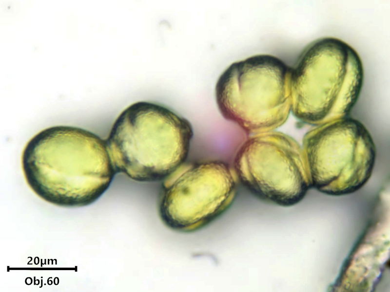 Euphorbia peplus L., 1753 #80219