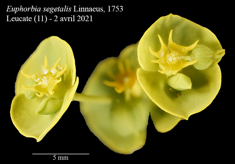 Euphorbia segetalis #66294