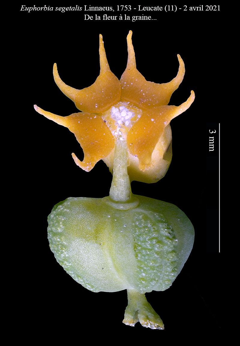 Euphorbia segetalis #66295