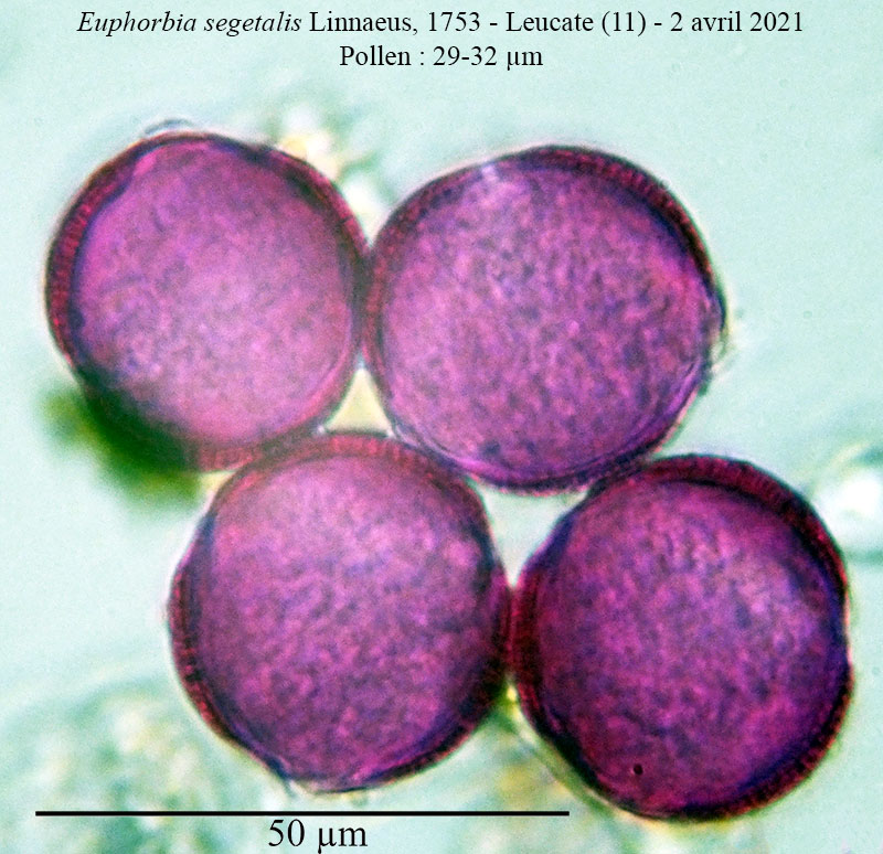 Euphorbia segetalis #66297