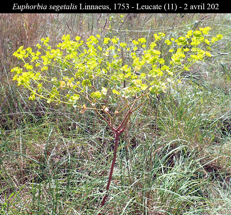 Euphorbia segetalis #66293