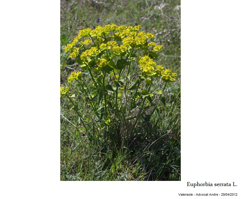 Euphorbia serrata L. #26861