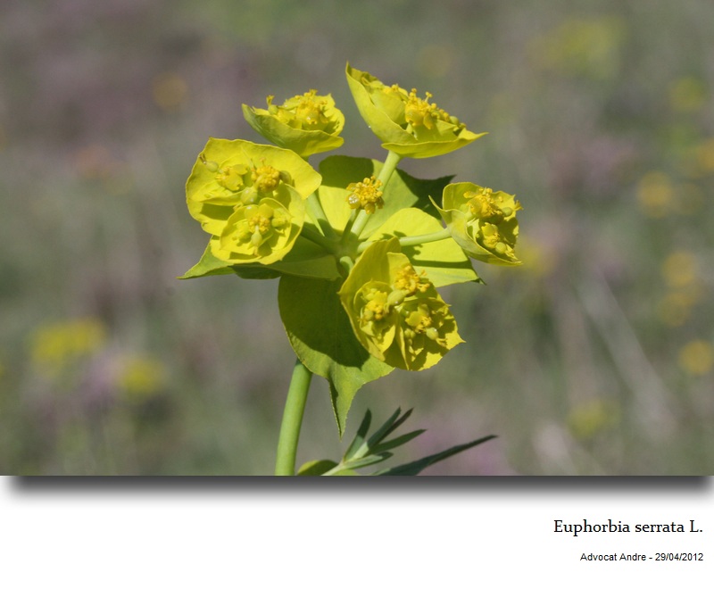 Euphorbia serrata L. #26862