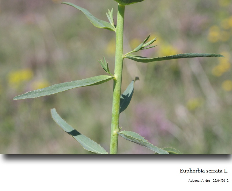Euphorbia serrata L. #26863