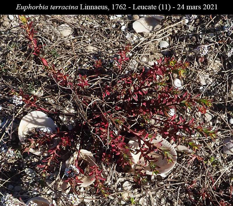 Euphorbia terracina #66012