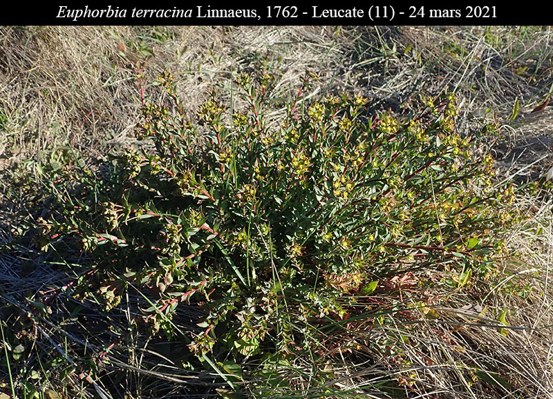 Euphorbia terracina #66013