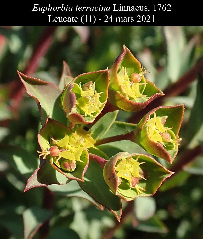Euphorbia terracina #66014