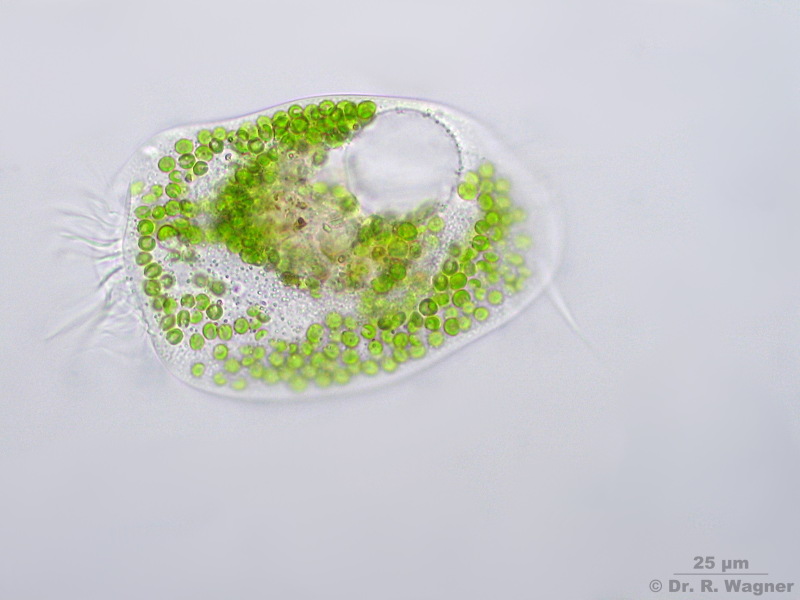 Euplotes patella #2864