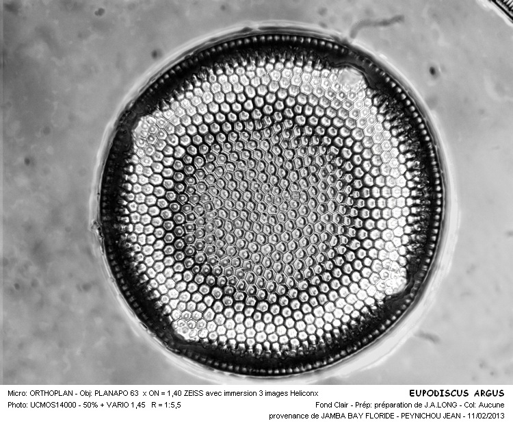 EUPODISCUS ARGUS #29836