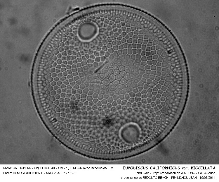 EUPODISCUS CALIFORNICUS var.BIOCELLATA #36826