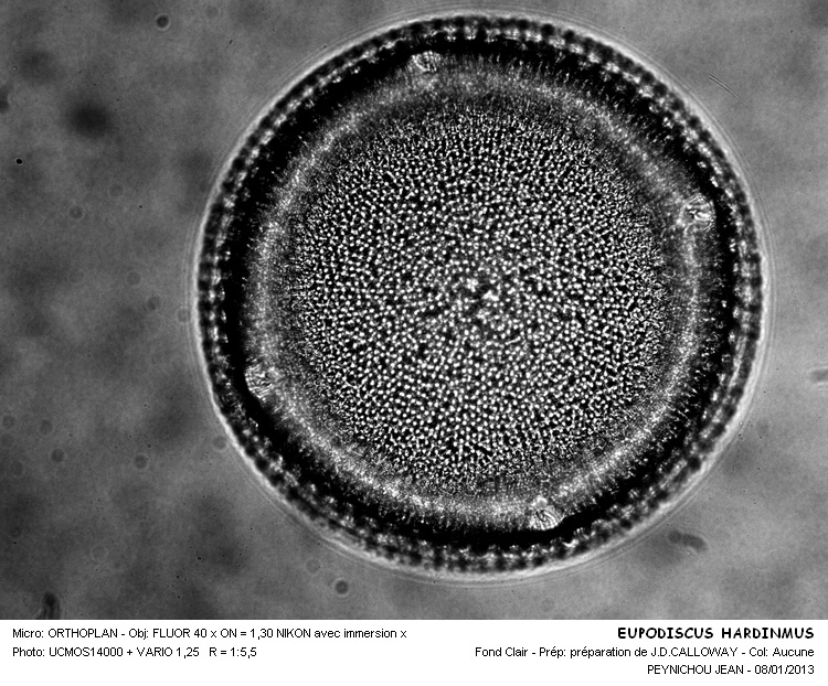 EUPODISCUS HARDINMUS #32073