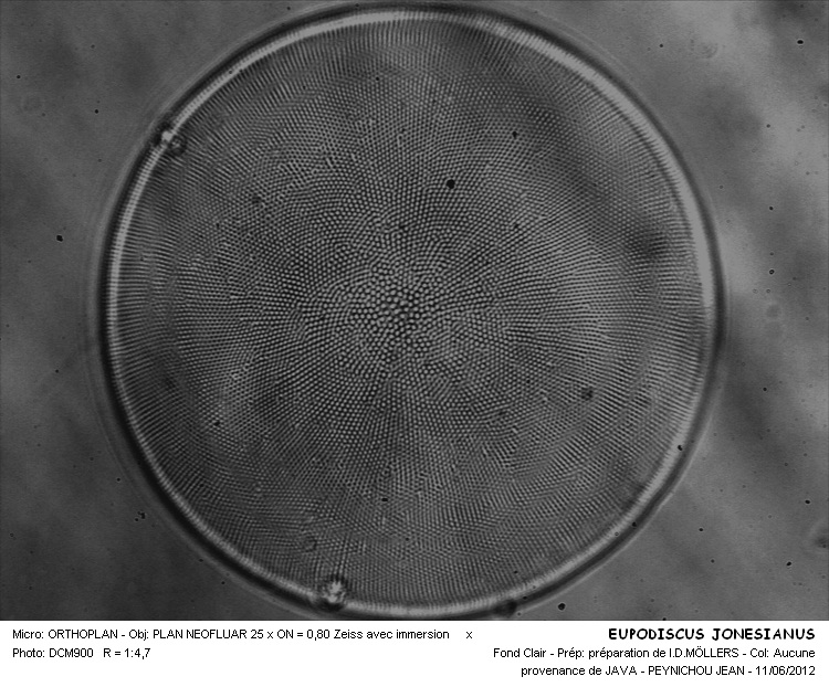 EUPODISCUS JONESIANUS #32072