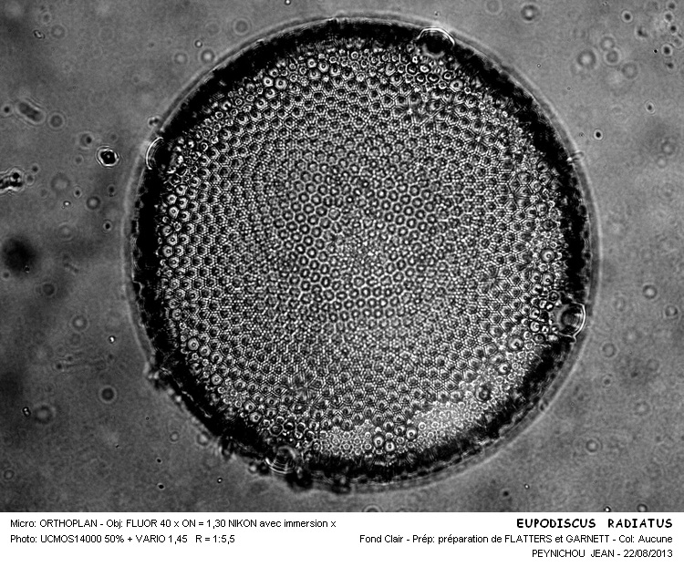EUPODISCUS RADIATUS #33421