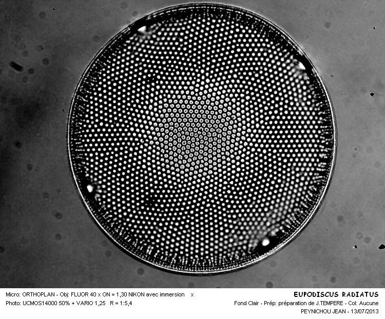 EUPODISCUS RADIATUS #32668