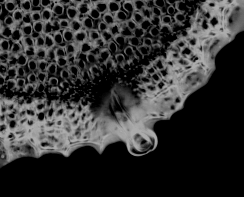Eupodiscus rogersii #66677