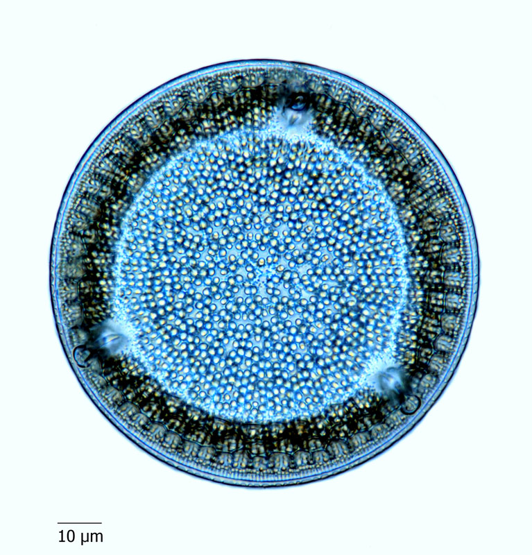 Eupodiscus rogersii #66687