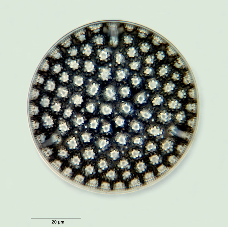 Eupodiscus rogersii Ehrenberg 1844 #27640