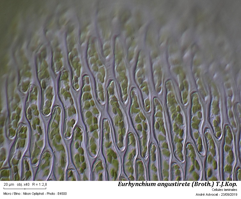 Eurhynchium angustirete (Broth.) Kop. #60616