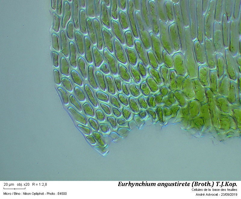Eurhynchium angustirete (Broth.) Kop. #60617