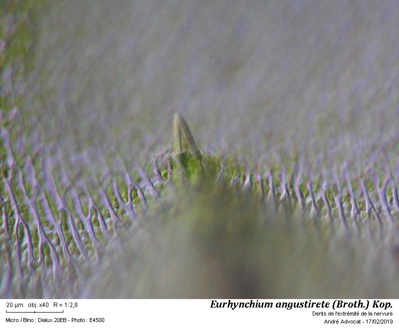 Eurhynchium angustirete (Broth.) Kop. #60618