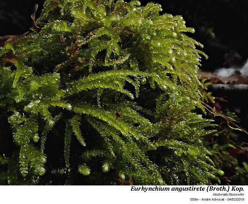 Eurhynchium angustirete (Broth.) Kop. #57850