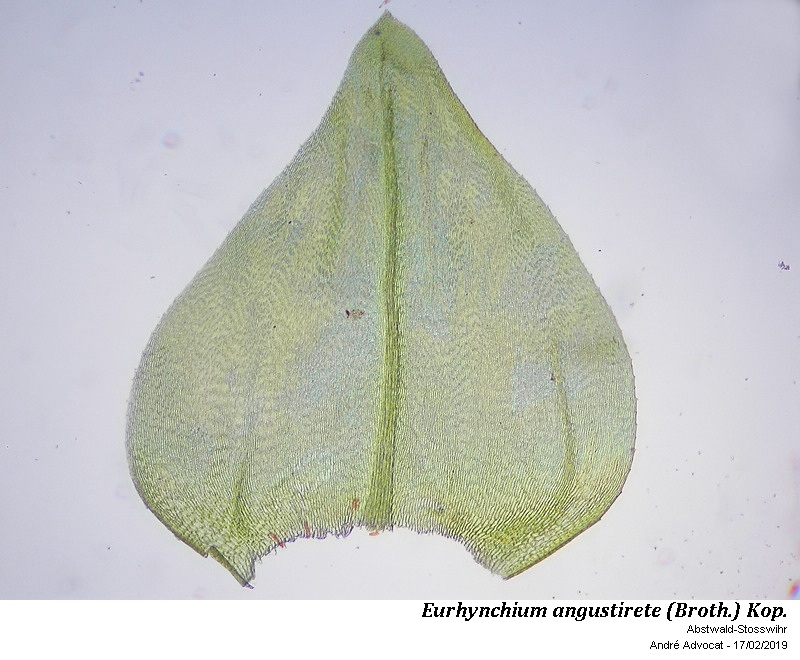 Eurhynchium angustirete (Broth.) Kop. #57851