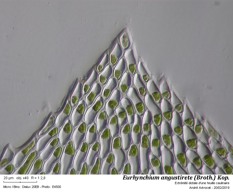 Eurhynchium angustirete (Broth.) Kop. #57852
