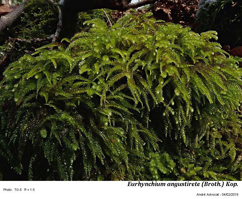 Eurhynchium angustirete (Broth.) Kop. #57849