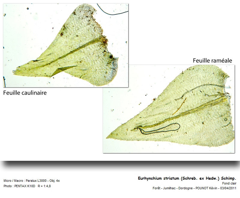 Eurhynchium striatum (Schreb. ex Hedw.) Schimp. #21513