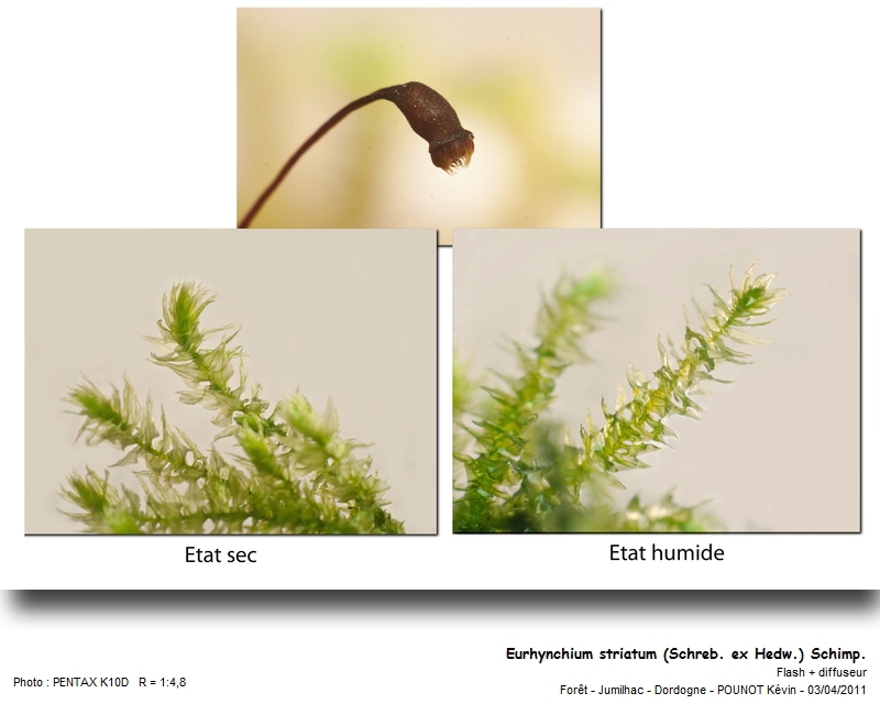 Eurhynchium striatum (Schreb. ex Hedw.) Schimp. #21512