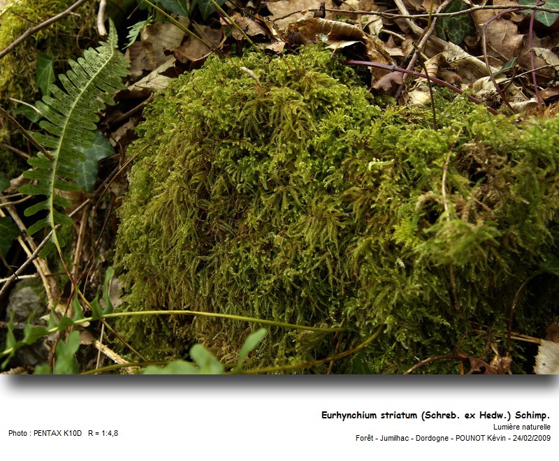 Eurhynchium striatum (Schreb. ex Hedw.) Schimp. #21511