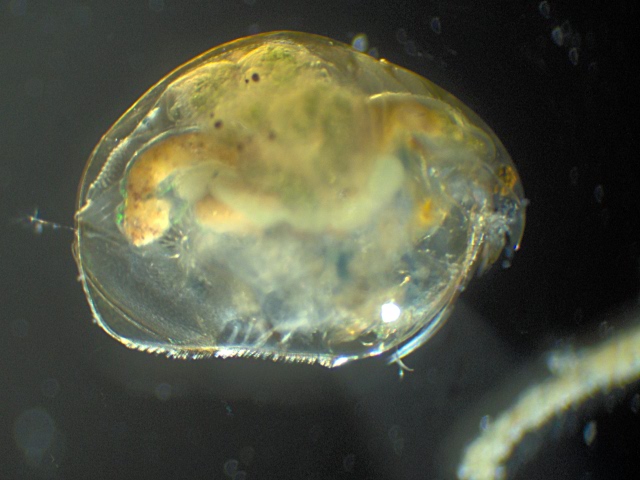 Eurycercus lamellatus (O. F. Müller) Chydoridae - Cladocères #2200
