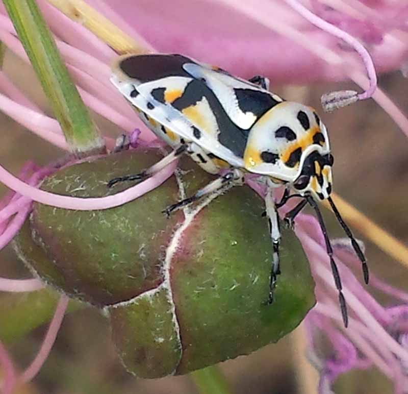 Eurydema ornata (Linné, 1758) #46509