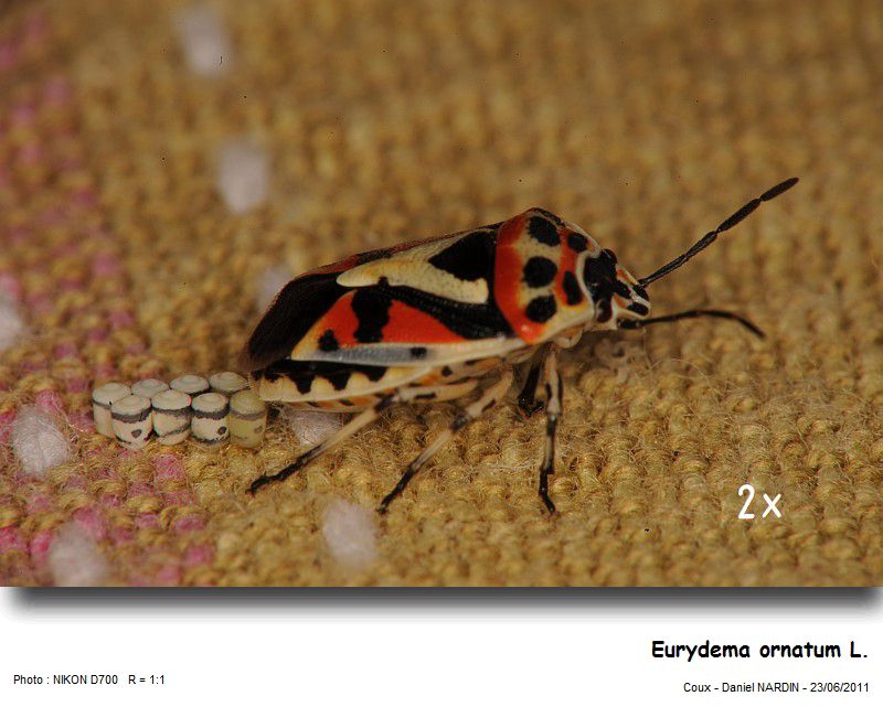 Eurydema ornatum L. #22823
