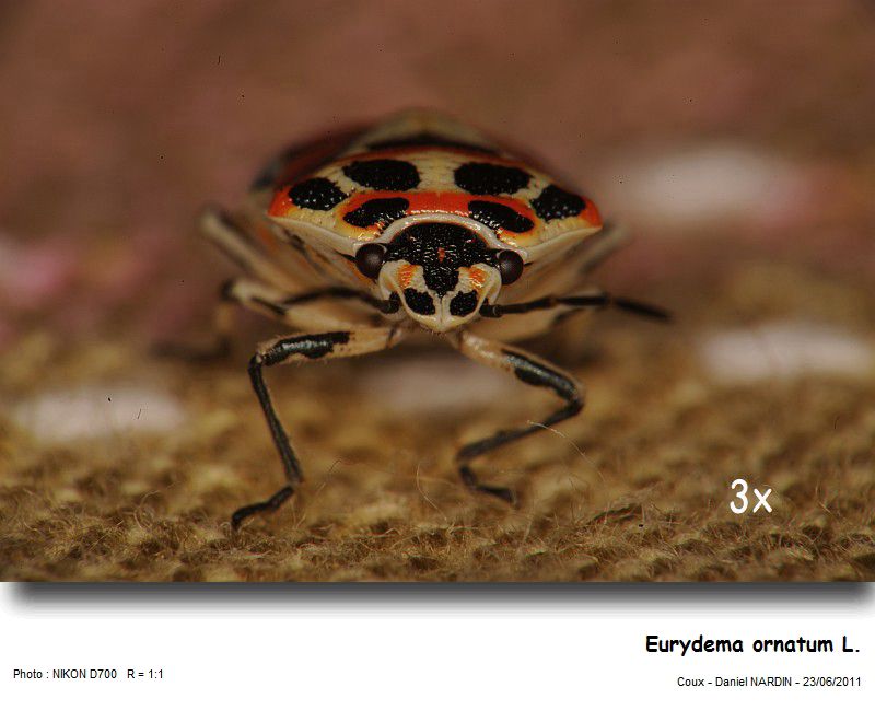 Eurydema ornatum L. #22822
