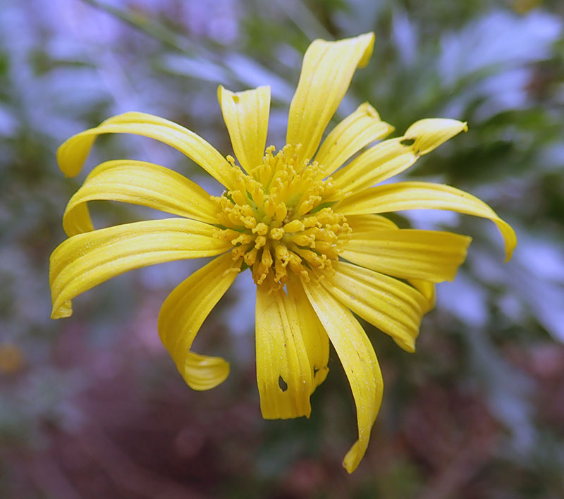 Euryops chrysanthemoides #77035