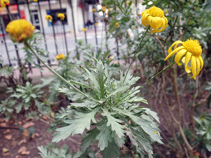 Euryops chrysanthemoides #77034